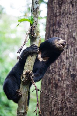 Güneş ayı, Helarctos malayanus, dünya, güneş ayı için Güney Doğu Asya, yağmur ormanları yerli en küçük ayı çok yetenekli ağaç tırmanıcısı. Borneo. Malezya.