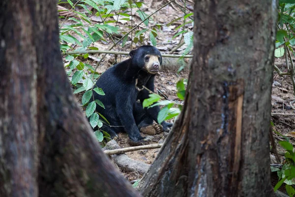 Sun bear, Helarctos malayanus, the smallest bear in the world, the sun bear native to the rainforests of South east Asia, a very talented tree climber. Borneo. Malaysia.