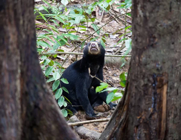 Sun bear, Helarctos malayanus, the smallest bear in the world, the sun bear native to the rainforests of South east Asia, a very talented tree climber. Borneo. Malaysia.