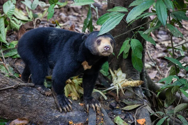 Urso-sol, Helarctos malayanus, o menor urso do mundo, o urso-sol nativo das florestas tropicais do Sudeste Asiático, um alpinista muito talentoso. Bornéu. Malásia . — Fotografia de Stock