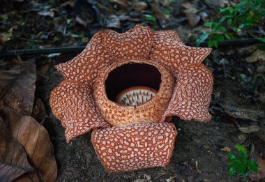 Red blooming Rafflesia, the biggest flower in the world, Sarawak, Borneo, Malaysia. Plant a parasite with a disgusting smell. clipart