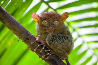 Phillipine Tarsier ,Tarsius Syrichta, the worlds smallest primate Cute Tarsius monkey with big enormous eyes sitting on a branch with green leaves. Bohol island, Philippines. clipart