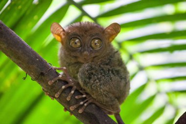 Phillipine Tarsier, Tarsius Syrichta, dünyanın en küçük primat şirin Tarsius maymun dal yeşil yaprakları ile oturan büyük çok geniş eyes ile. Bohol Adası, Filipinler.