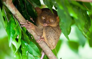 Phillipine Tarsier, Tarsius Syrichta, dünyanın en küçük primat şirin Tarsius maymun dal yeşil yaprakları ile oturan büyük çok geniş eyes ile. Bohol Adası, Filipinler.