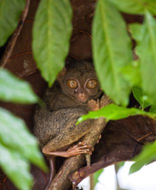 Phillipine Tarsier, Tarsius Syrichta, dünyanın en küçük primat şirin Tarsius maymun dal yeşil yaprakları ile oturan büyük çok geniş eyes ile. Bohol Adası, Filipinler. Seçici odak.