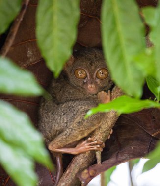 Phillipine Tarsier, Tarsius Syrichta, dünyanın en küçük primat şirin Tarsius maymun dal yeşil yaprakları ile oturan büyük çok geniş eyes ile. Bohol Adası, Filipinler. Seçici odak.