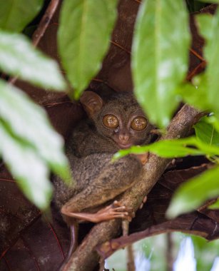 Phillipine Tarsier, Tarsius Syrichta, dünyanın en küçük primat şirin Tarsius maymun dal yeşil yaprakları ile oturan büyük çok geniş eyes ile. Bohol Adası, Filipinler. Seçici odak.