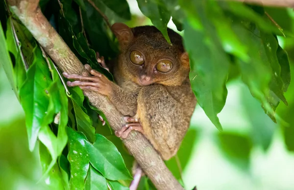 Phillipine Tarsier ,Tarsius Syrichta, the worlds smallest primate Cute Tarsius monkey with big enormous eyes sitting on a branch with green leaves. Bohol island, Philippines. — Stock Photo, Image