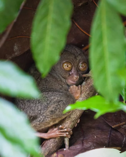 Phillipine Tarsier, Tarsius Syrichta, el primate más pequeño del mundo Mono lindo Tarsius con grandes ojos enormes sentados en una rama con hojas verdes. Isla Bohol, Filipinas. Enfoque selectivo . —  Fotos de Stock
