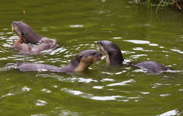 Três lontra oriental de garras pequenas, Amblonyx cinereus, também conhecida como a lontra asiática de garras pequenas brincando na água de libra verde . — Fotografia de Stock