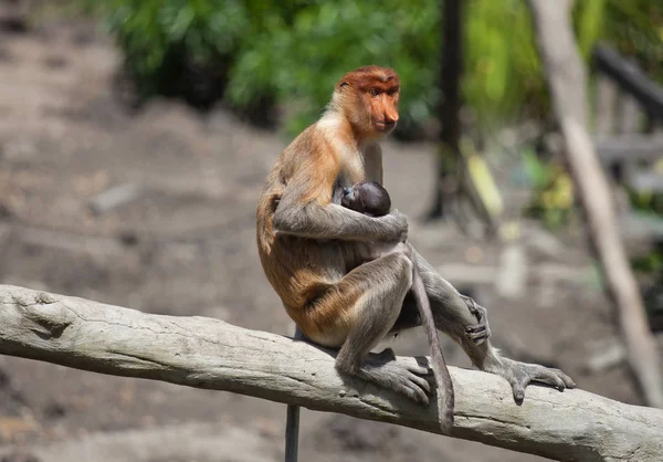 Proboscis monkeys, Nasalis larvatus, baby en moeder zitten op de boom. Borneo. — Stockfoto