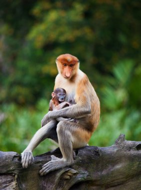 Hortum maymunlar, Nasalis larvatus, Bebek ve anne ağaçta oturuyor. Borneo.