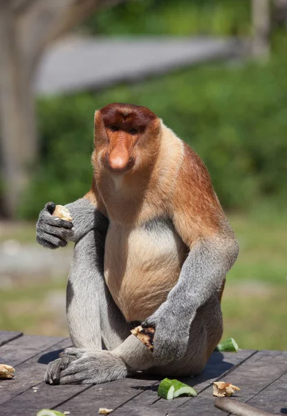 Male Proboscis monkeys, Nasalis larvatus, sitting on the platform and the enjoying the food. — Stock Photo, Image