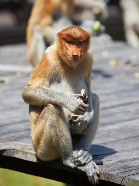 Mannelijke Proboscis monkeys, Nasalis larvatus, zittend op het platform en het genieten van van het voedsel. — Stockfoto
