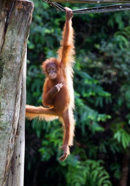 Portre sevimli küçük orangutanın asılı bir ip üzerinde bir yandan ve kameraya bakıyor. Borneo.