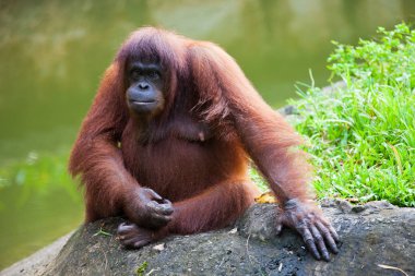 Taş üzerine oturan ve kameraya bakarak üzgün orangutan portresi. Borneo
