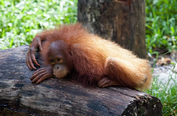 Portre sevimli küçük orangutanın ağaç gövdesinde yalan ve düşünceli arıyorum. Borneo. — Stok fotoğraf