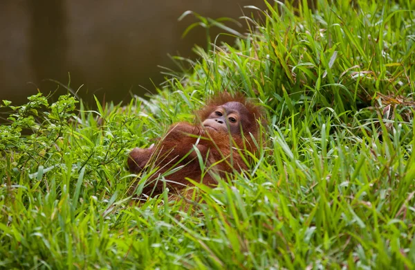 Portre sevimli küçük orangutanın çim yalan ve kameraya bakıyor. Borneo. — Stok fotoğraf