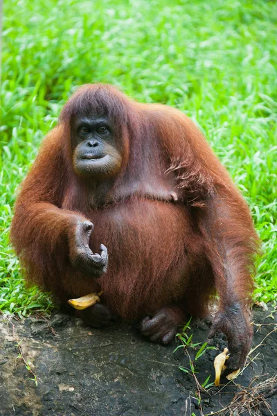 Portrait of cute fat orangutan sitting in the grass and eating banana and looking at the camera. Borneo. — Stock Photo, Image