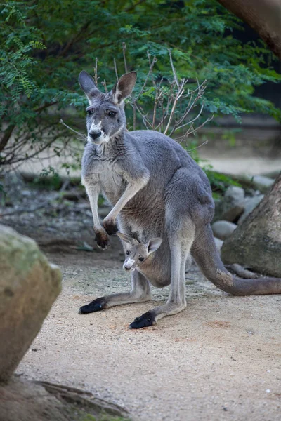 Bliska portret famale Kangur z cute joey ukrywanie wewnątrz torebki. Australia. — Zdjęcie stockowe