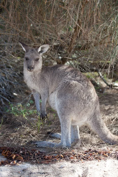 Portret młodej ładny australijski kangur stojący w polu i patrząc na kamery. — Zdjęcie stockowe