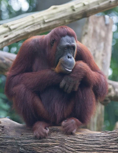 Bir ağaçta oturuyor ve düşünceli seyir yetişkin orangutan portresi. — Stok fotoğraf