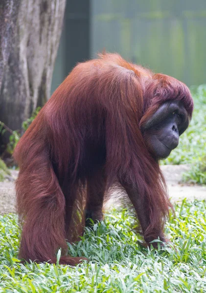 Portre yetişkin erkek orangutanın düşünceli arıyorum. — Stok fotoğraf