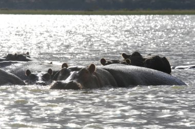 Su aygırı, su aygırı amphibius, ailesinin kısmen güneş, Göl Naivasha, Kenya önünde komik kulaklı ile suda batık..