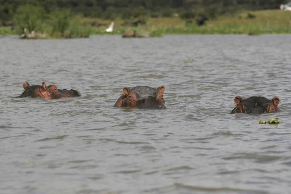 Familj av flodhäst, Hippopotamus amphibius, delvis nedsänkt i vatten med med roliga öron, Lake Naivasha i Kenya. — Stockfoto