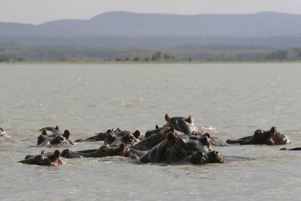 Family of Hippopotamus, Hippopotamus amphibius, partially submerged in water with with amusing ears, Lake Naivasha, Kenya. — Stock Photo, Image