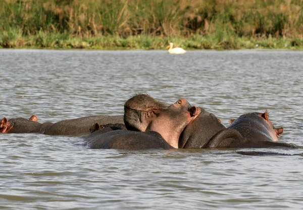 Семья Гиппопотама, амфибия Гиппопотама, частично погружена в воду и отдыхает с улыбающейся мордой, озеро Найваша, Кения — стоковое фото