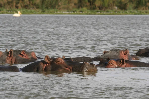 Family of Hippopotamus, Hippopotamus amphibius, partially submerged in water, Lake Naivasha, Kenya — Stock Photo, Image