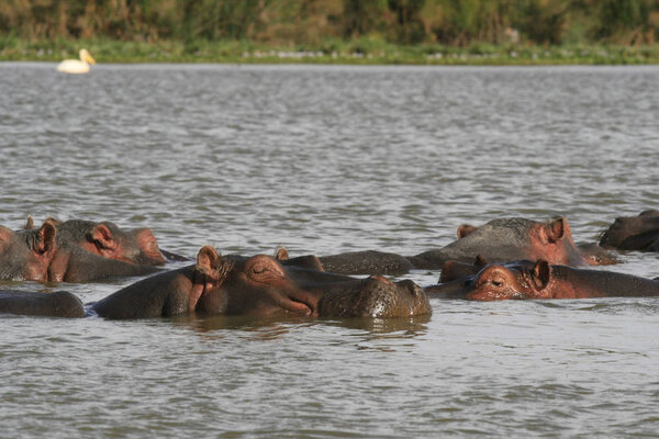 Family of Hippopotamus, Hippopotamus amphibius, partially submerged in water, Lake Naivasha, Kenya