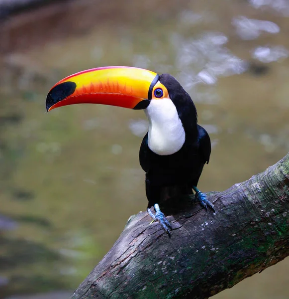 Gros plan sur le toco toucan Ramphastos toco.Brésil. Iguazu — Photo