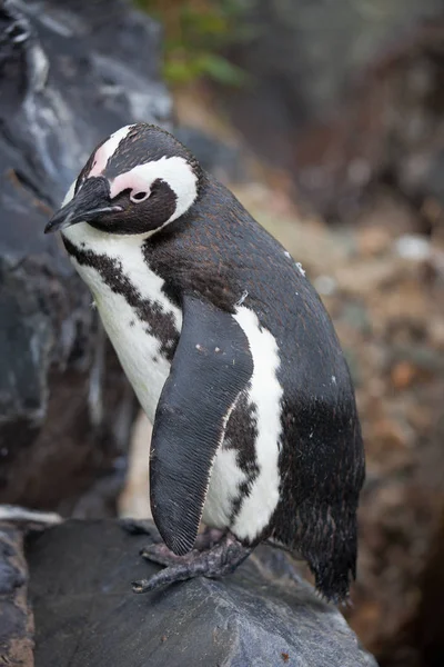 Африканский пингвин Spfiscus demersus на пляже Boulders Beach недалеко от Кейптауна в ЮАР — стоковое фото