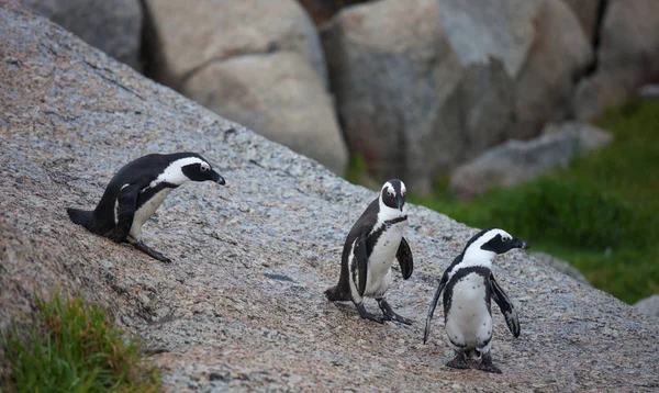 Tres pingüinos africanos Spheniscus demersus en Boulders Beach cerca de Ciudad del Cabo Sudáfrica cabalgan desde piedras — Foto de Stock