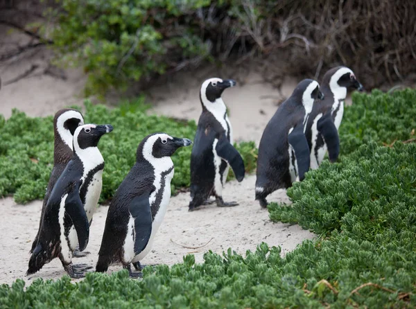 Colonia Pingüino africano Spheniscus demersus en Boulders Beach cerca de Ciudad del Cabo Sudáfrica caminando entre arbustos verdes — Foto de Stock