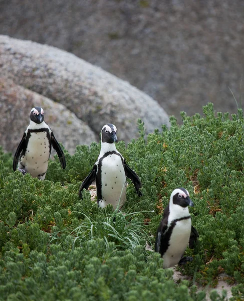 Tres divertidos pingüinos africanos Spheniscus demersus en Boulders Beach cerca de Ciudad del Cabo Sudáfrica caminando entre arbustos verdes. los pingüinos hacen cola en el camino. Enfoque en pingüino central — Foto de Stock
