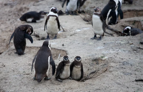 Familia de pingüinos africanos: madre con dos polluelos recién nacidos. Ciudad del Cabo. Sudafrica . — Foto de Stock