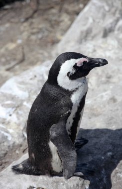 Afrika penguen Spheniscus demersus kayalar Beach yakınındaki Cape Town Güney Afrika güneşte rahatlatıcı