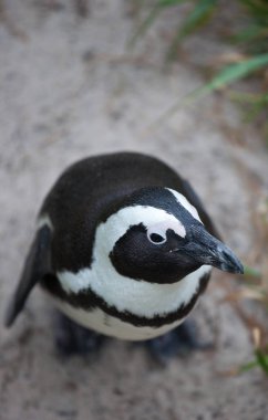 Afrika penguen Spheniscus demersus kayalar Beach yakınındaki Cape Town Güney Afrika. ilgi ile seyir