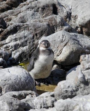 Afrika yeni doğan bebek penguen Spheniscus demersus kayalar Beach yakınındaki Cape Town Güney Afrika rahatlatıcı ve güneşin altında uyku