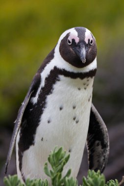 Afrika penguen Spheniscus demersus kayalar Beach yakınındaki Cape Town Güney Afrika