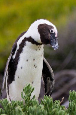 Afrika penguen Spheniscus demersus kayalar Beach yakınındaki Cape Town Güney Afrika