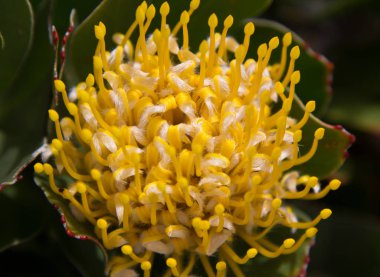 Tatlı parlak kırmızı ve sarı protea çiçek bitki Güney Afrika arka planda yapraklarla üzerinde. Cape town. İğnelik Protea