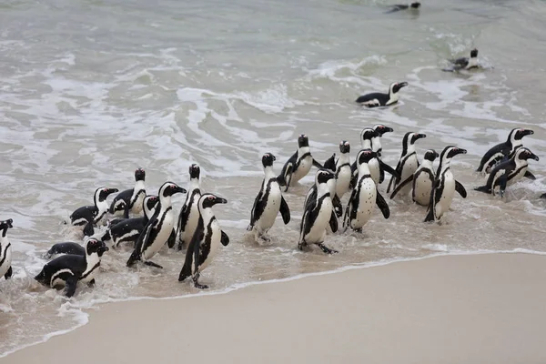 Colonia Pingüino africano Spheniscus demersus en Boulders Beach cerca de Ciudad del Cabo Sudáfrica volver de la sede — Foto de Stock