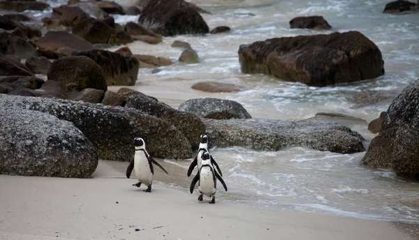 Tres divertidos pingüinos africanos Spheniscus demersus en Boulders Beach cerca de Ciudad del Cabo Sudáfrica que vuelven del mar — Foto de Stock