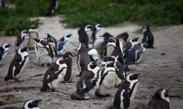 Colonia Pingüino africano Spheniscus demersus en Boulders Beach cerca de Ciudad del Cabo Sudáfrica . — Foto de Stock