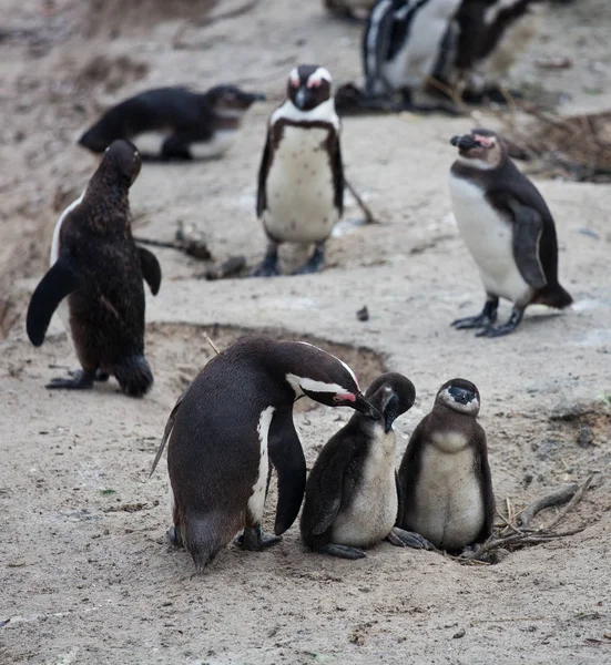Familia de pingüinos africanos: madre con dos polluelos recién nacidos. Ciudad del Cabo. Sudafrica . — Foto de Stock