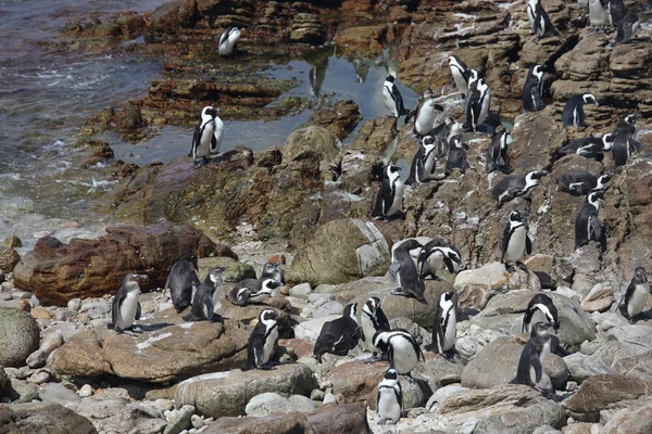 Colonia Pingüino africano Spheniscus demersus en Boulders Beach cerca de Ciudad del Cabo Sudáfrica nadar y sentarse disfrutando del sol . — Foto de Stock
